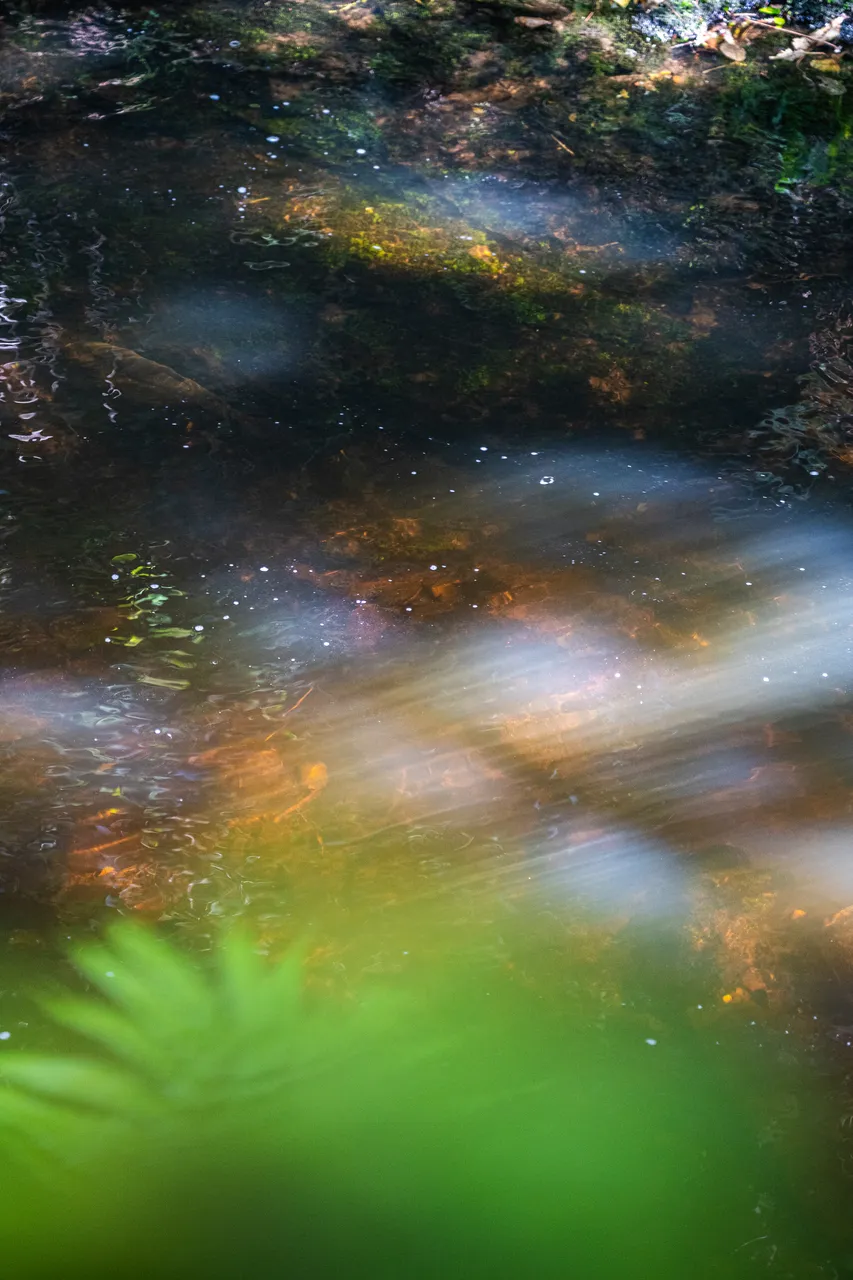 Creek in the bush