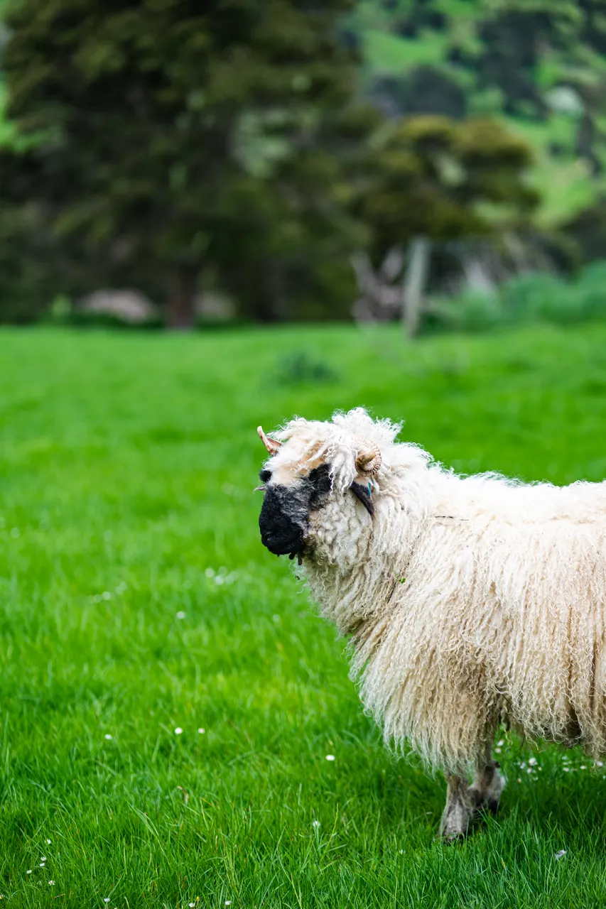 Sheep standing on grass