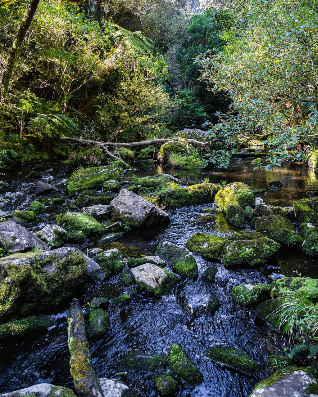Creek in the bush