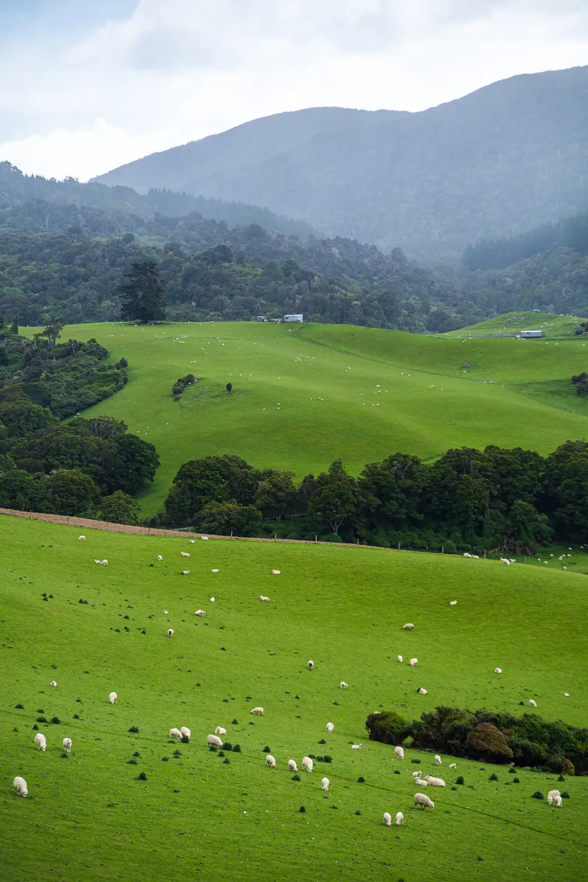 View of farmland and forestry and sheep