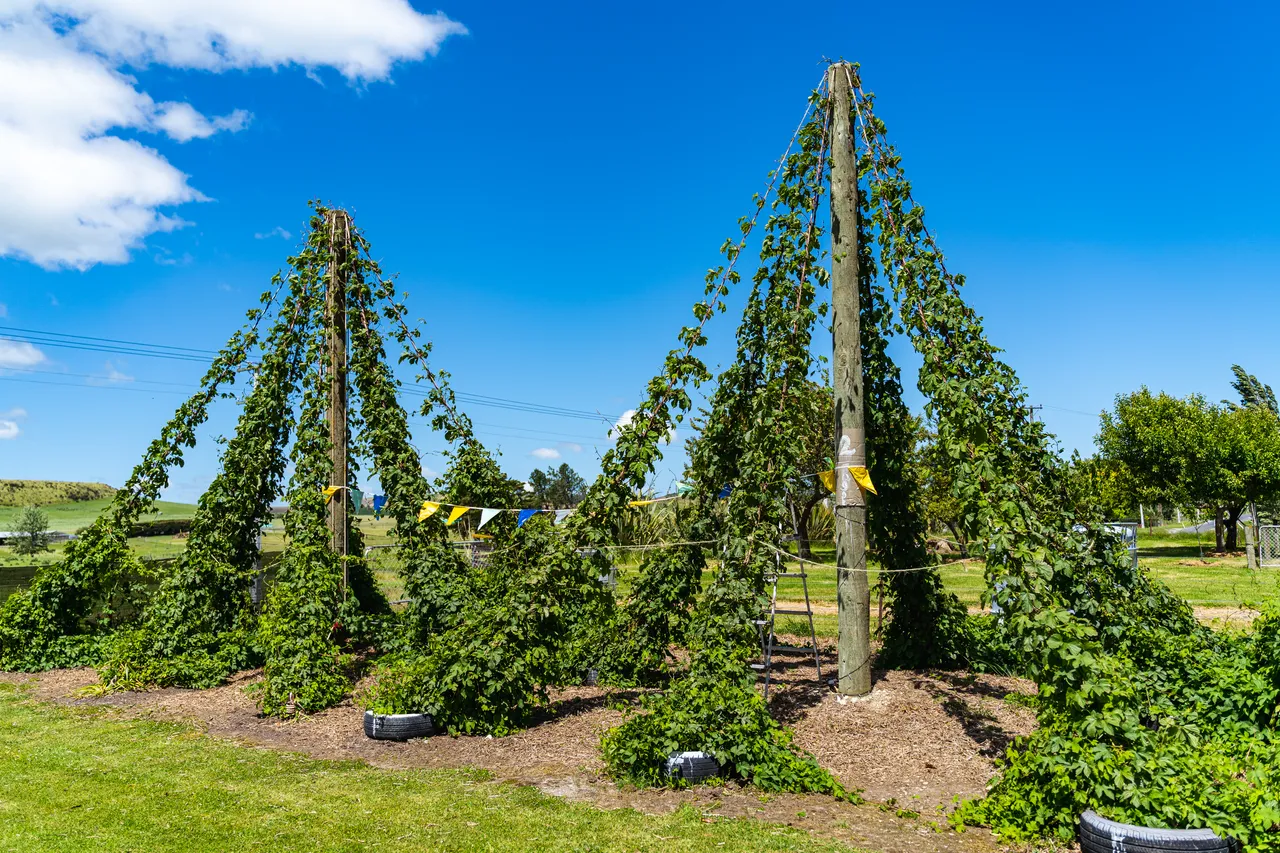 Garden and lawn
