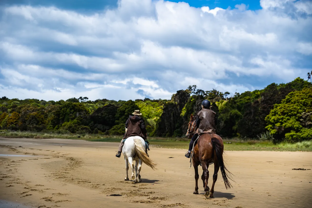 Horses on the beach