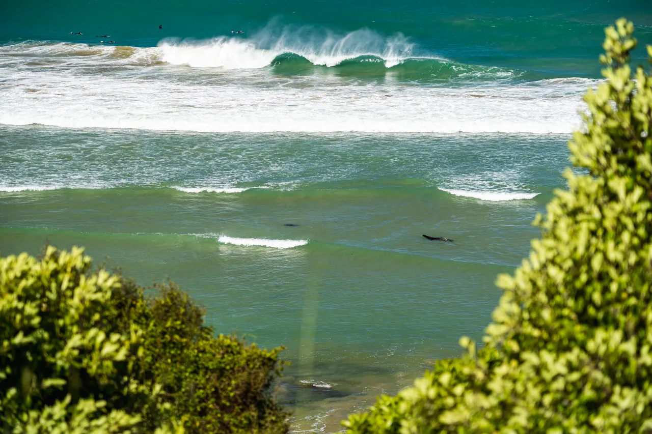 Trees and the sea