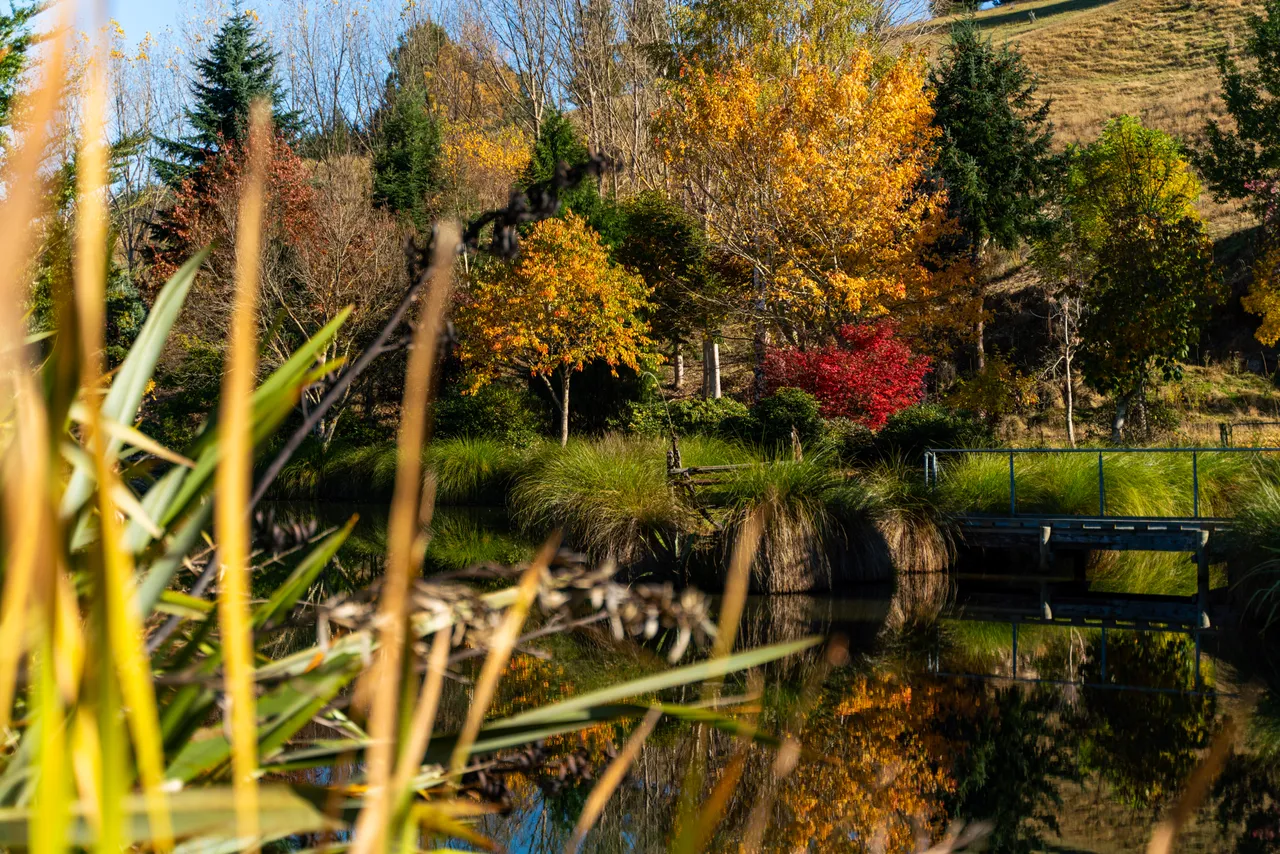 Pond and trees