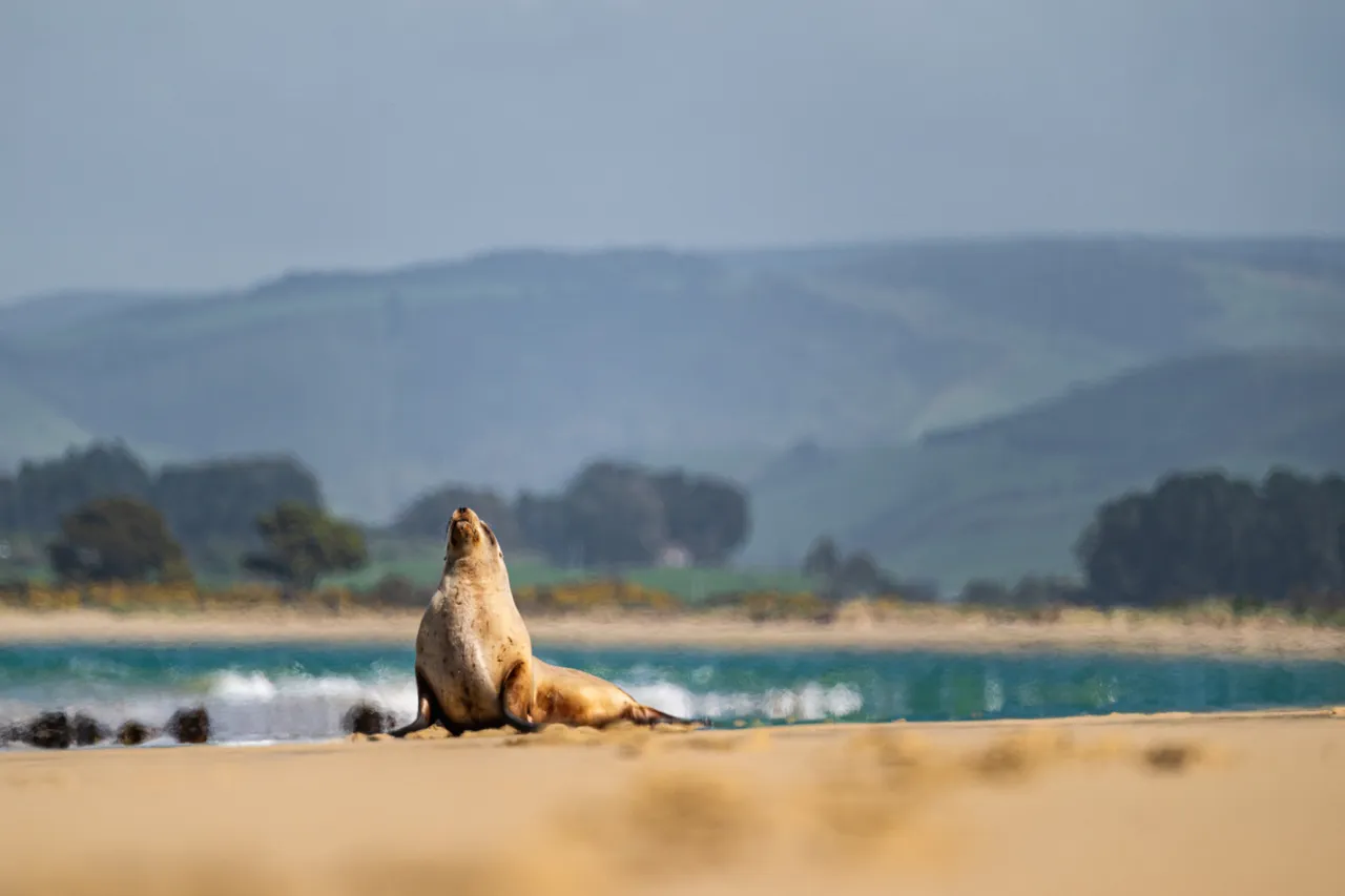 Sea lion on the beach