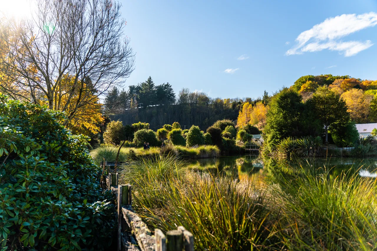 Pond and trees