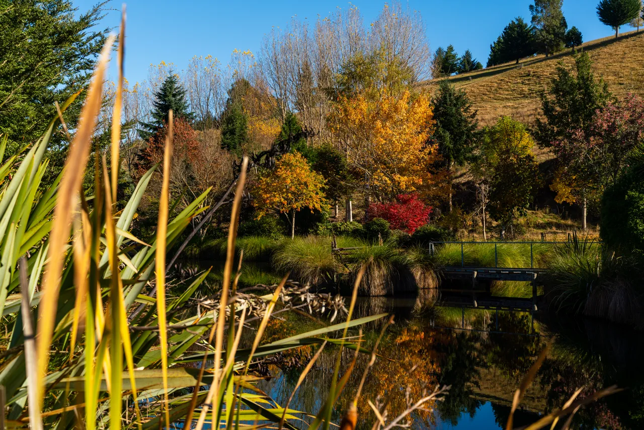 Pond and trees