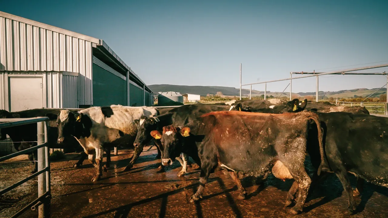 0825-Clutha-VetSouth-121