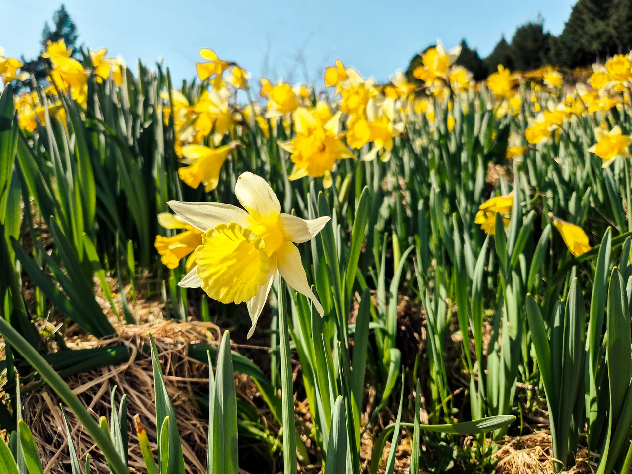 0924-Clutha-Weatherston-Daffodils-38