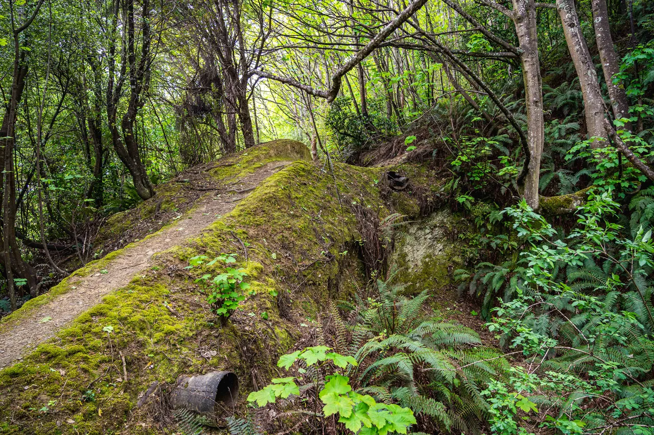 Walking track in the bush