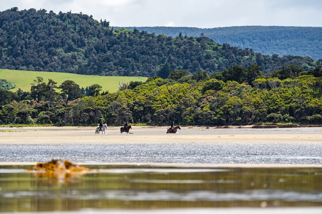 Horses on the beach by the sea