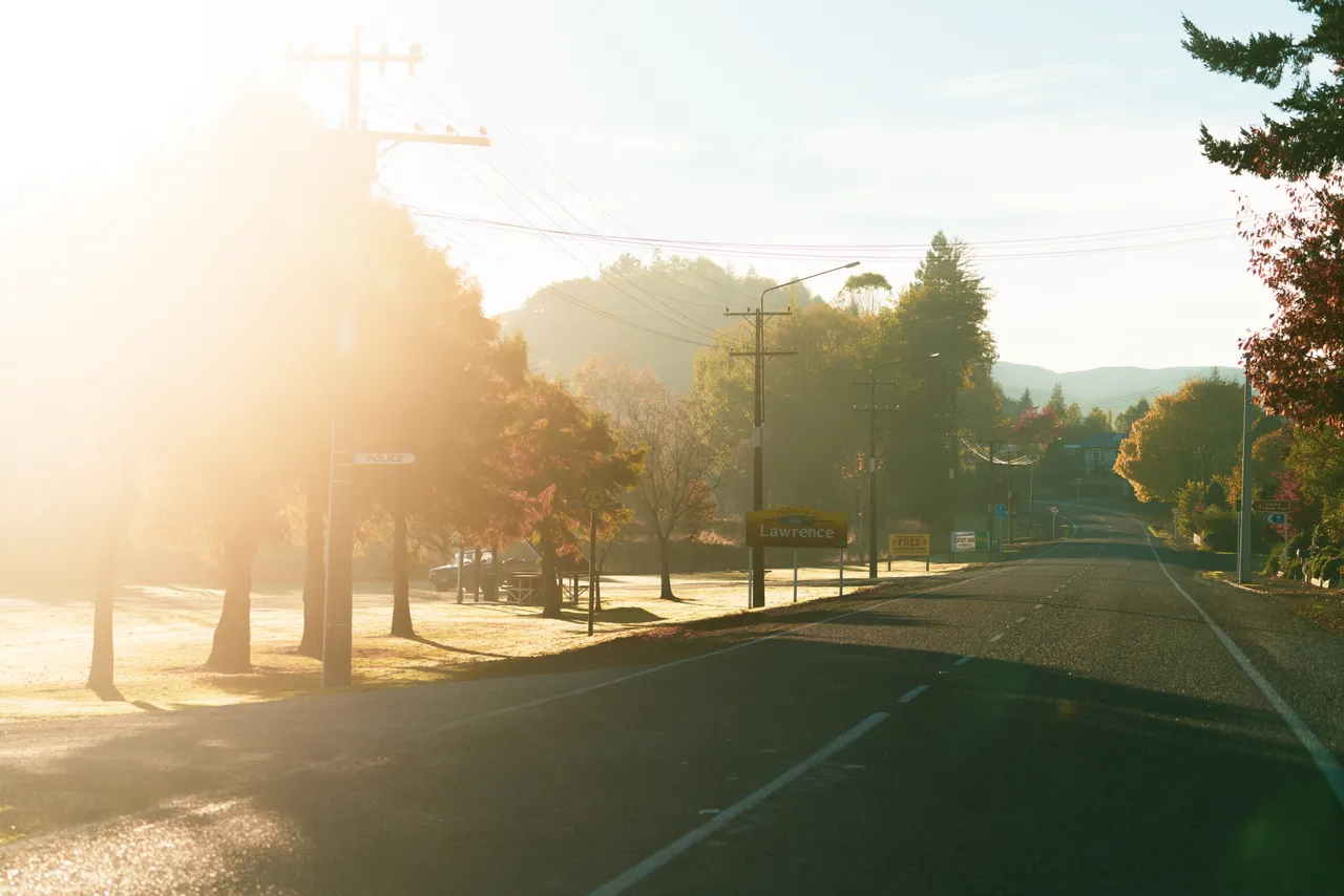 Road and trees
