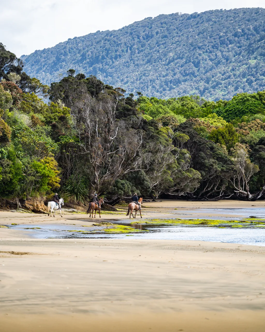 Horses on the beach by the water