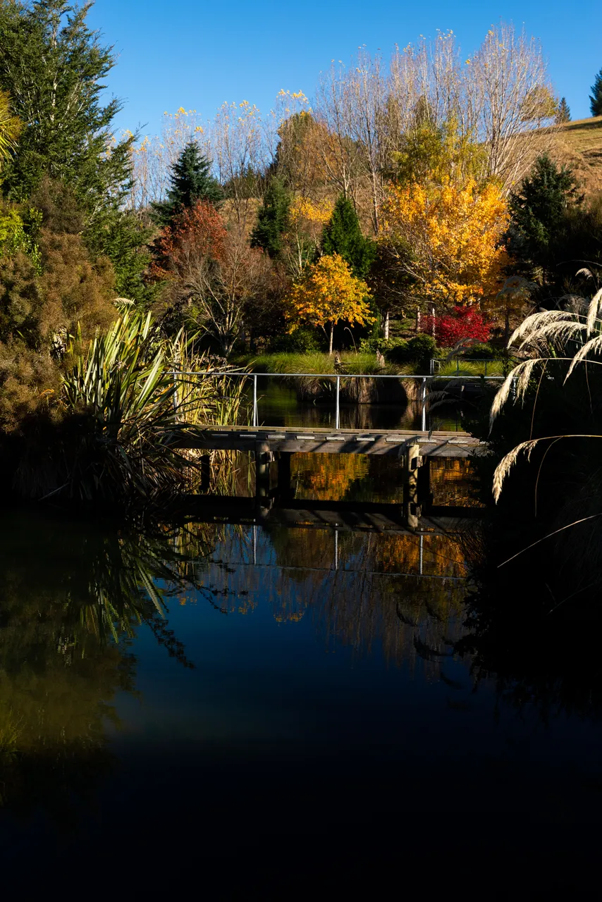 Pond and trees