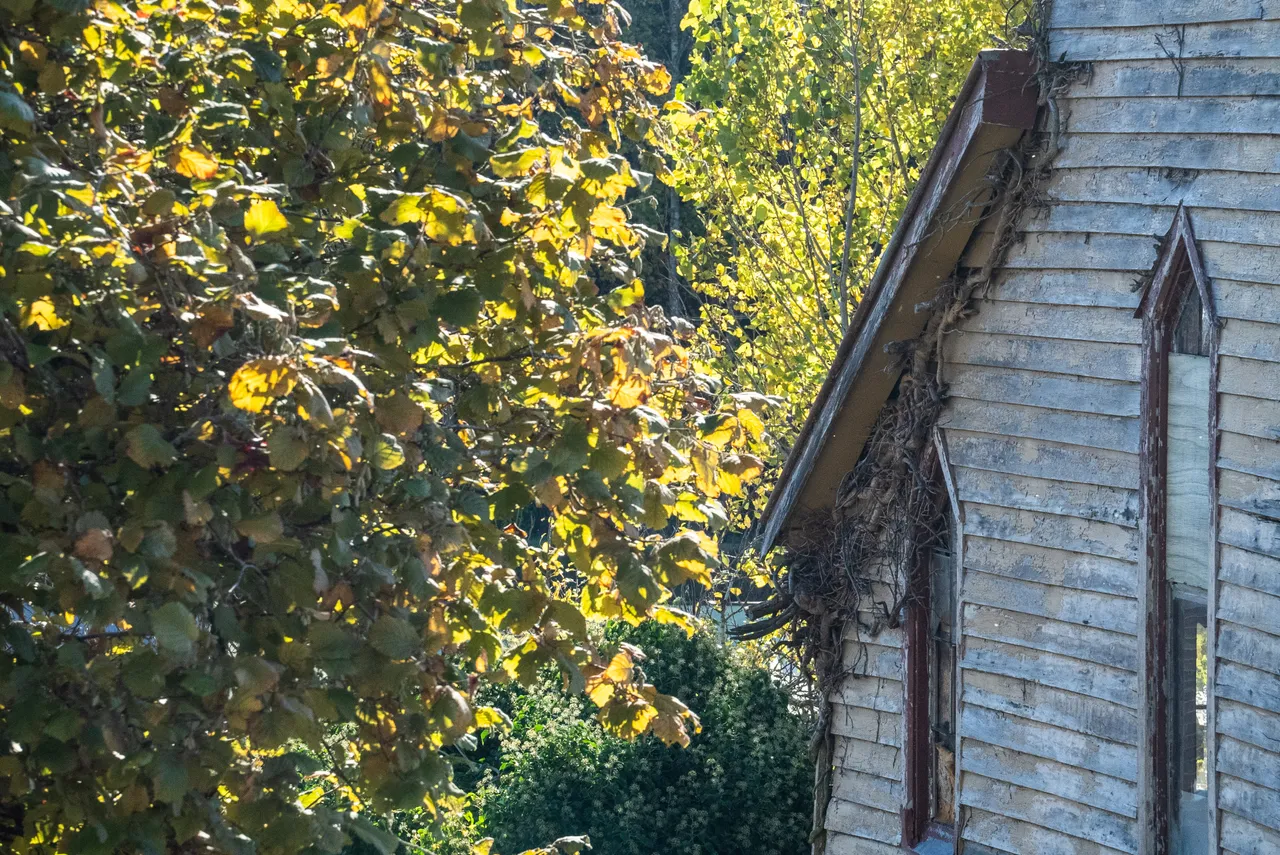 Old building and trees