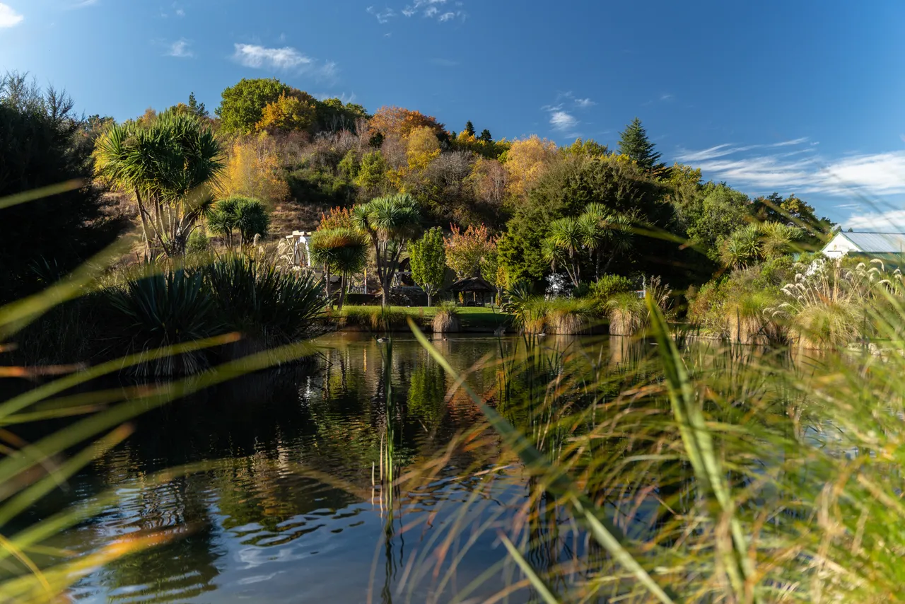 Pond and trees
