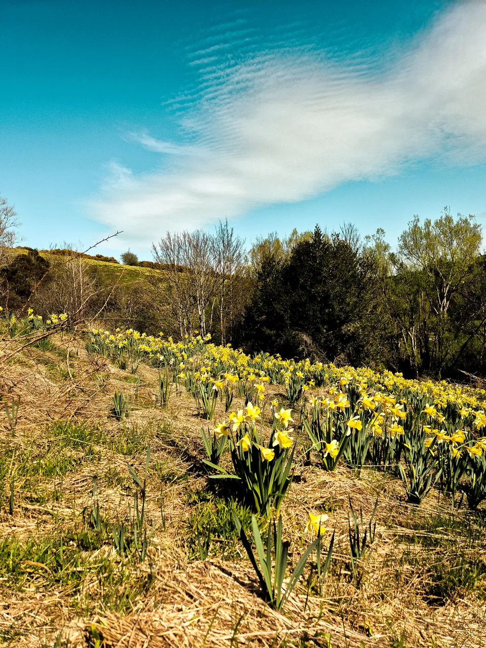 0924-Clutha-Weatherston-Daffodils-14