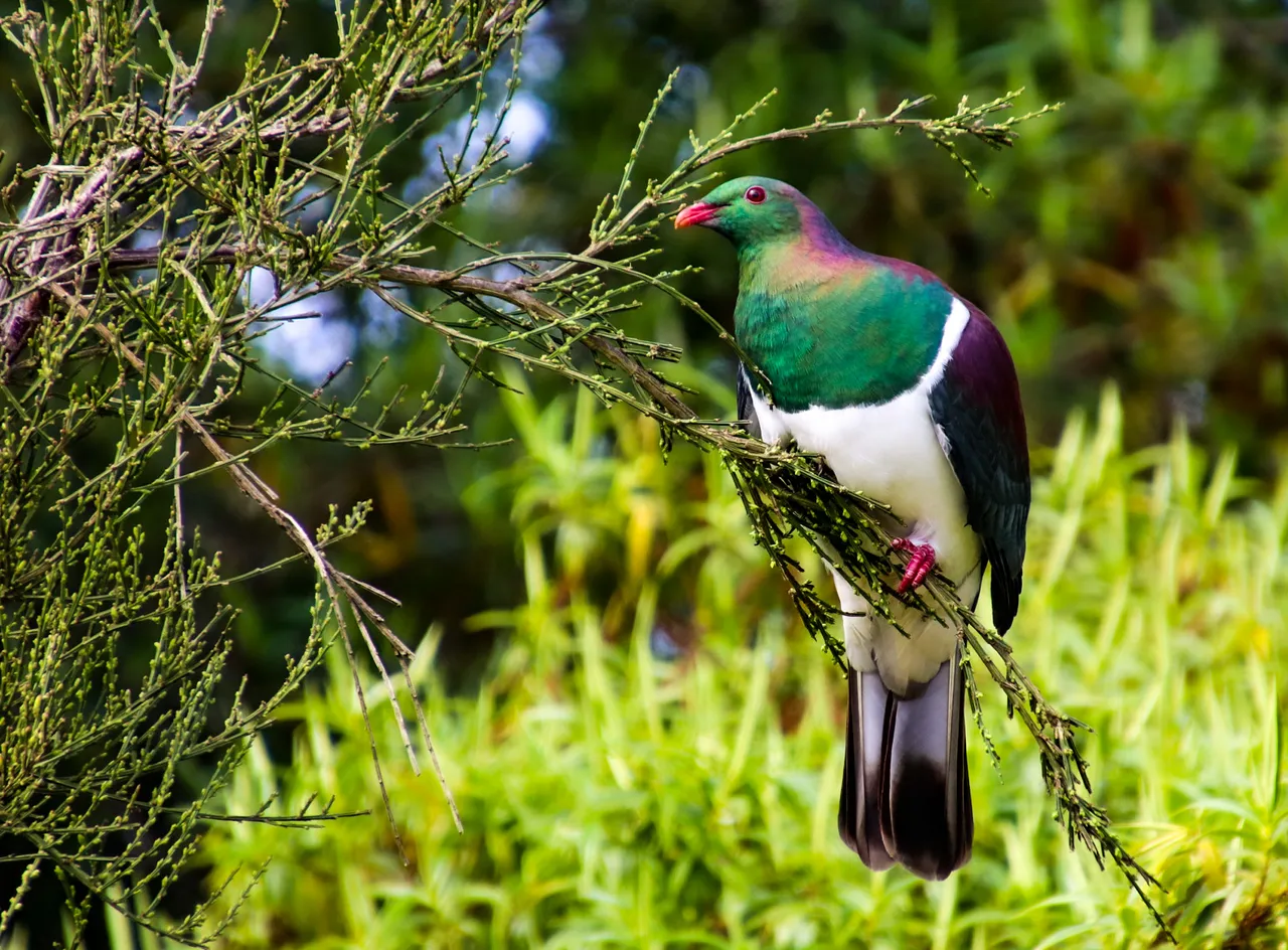 Kererū-a-New-Zealand-wood-pigeon-sitting-in-a-tree