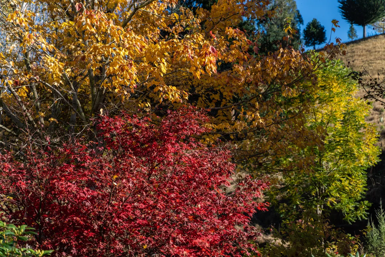 Trees with autumn colours