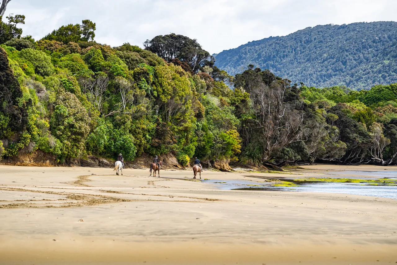 Horses on the beach by the water