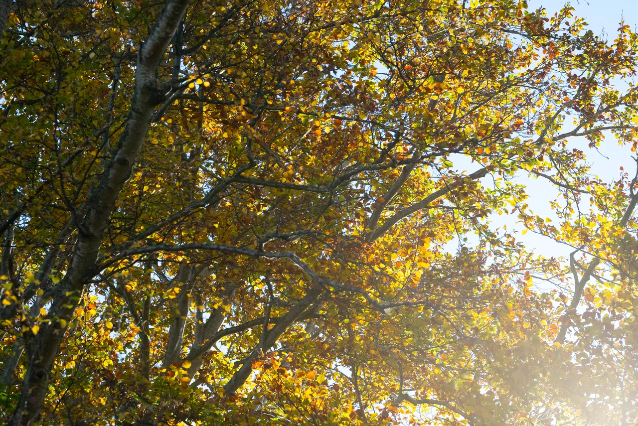 Trees