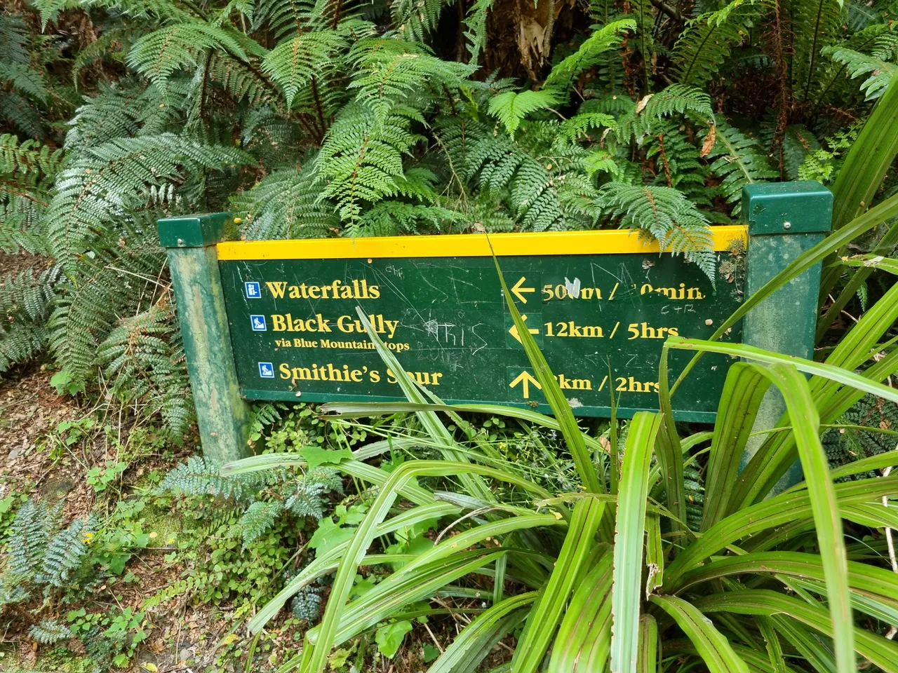 Black Gully, Tapanui #5