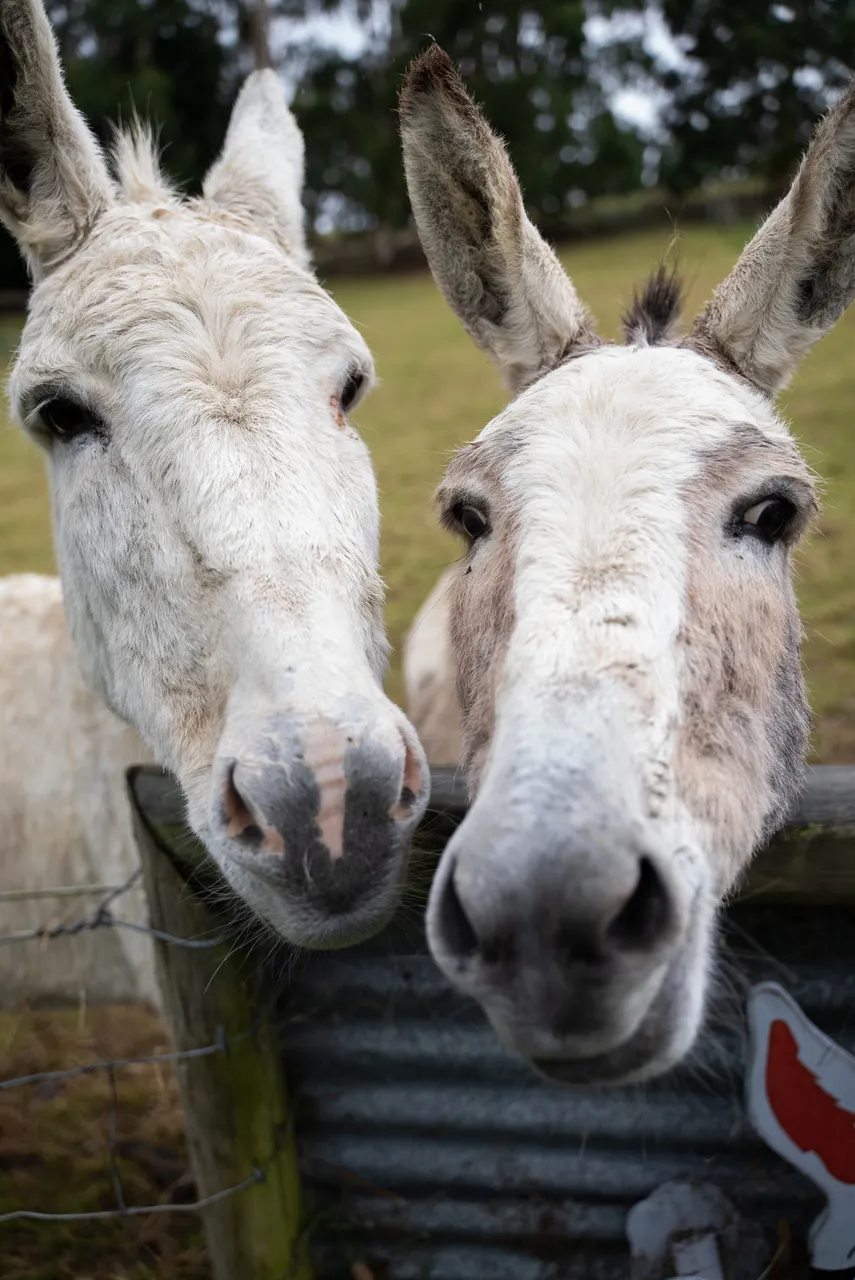 Donkeys