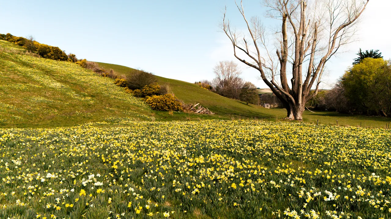 0924-Clutha-Weatherston-Daffodils-01