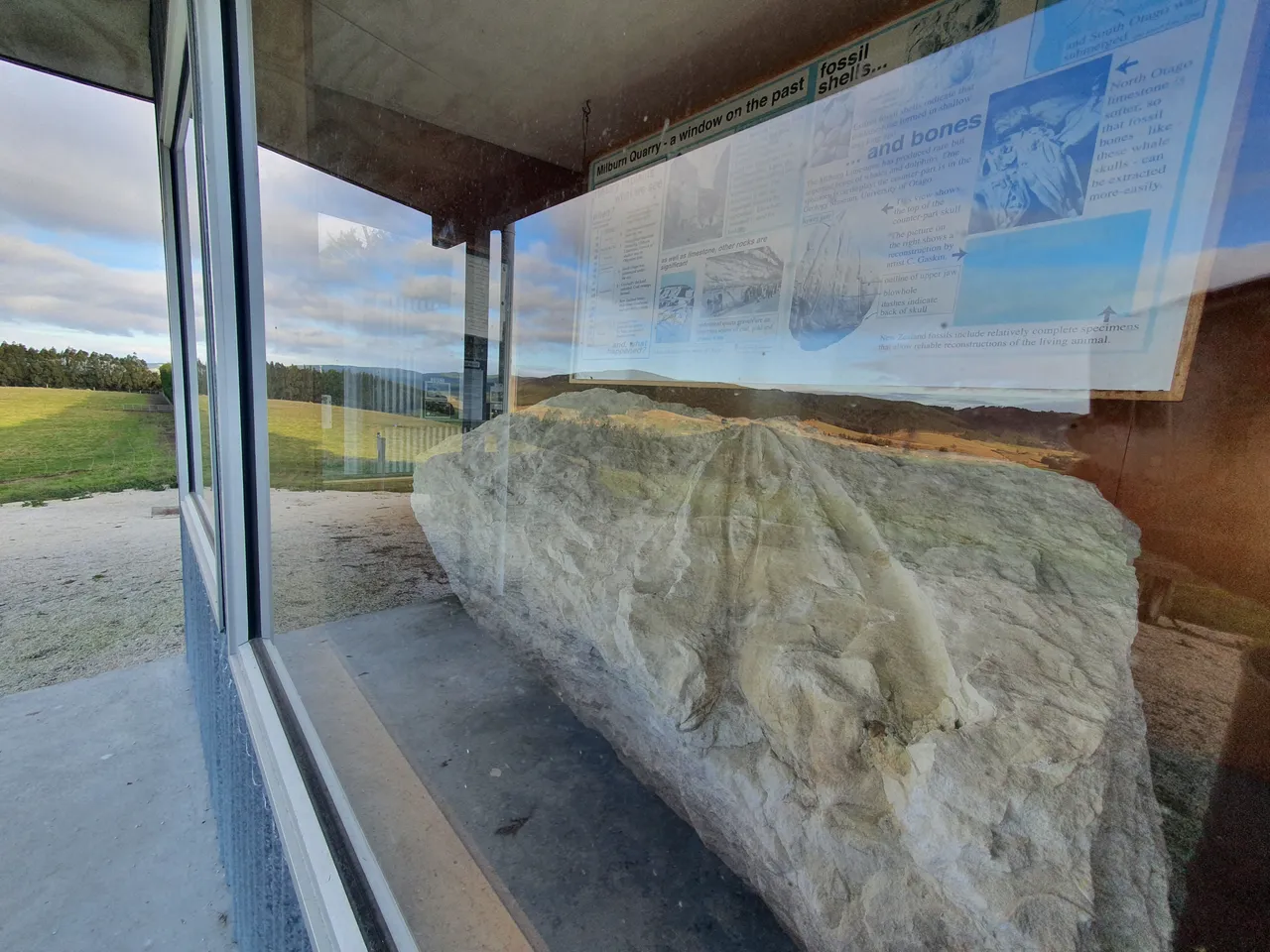 Whale Fossils 9
