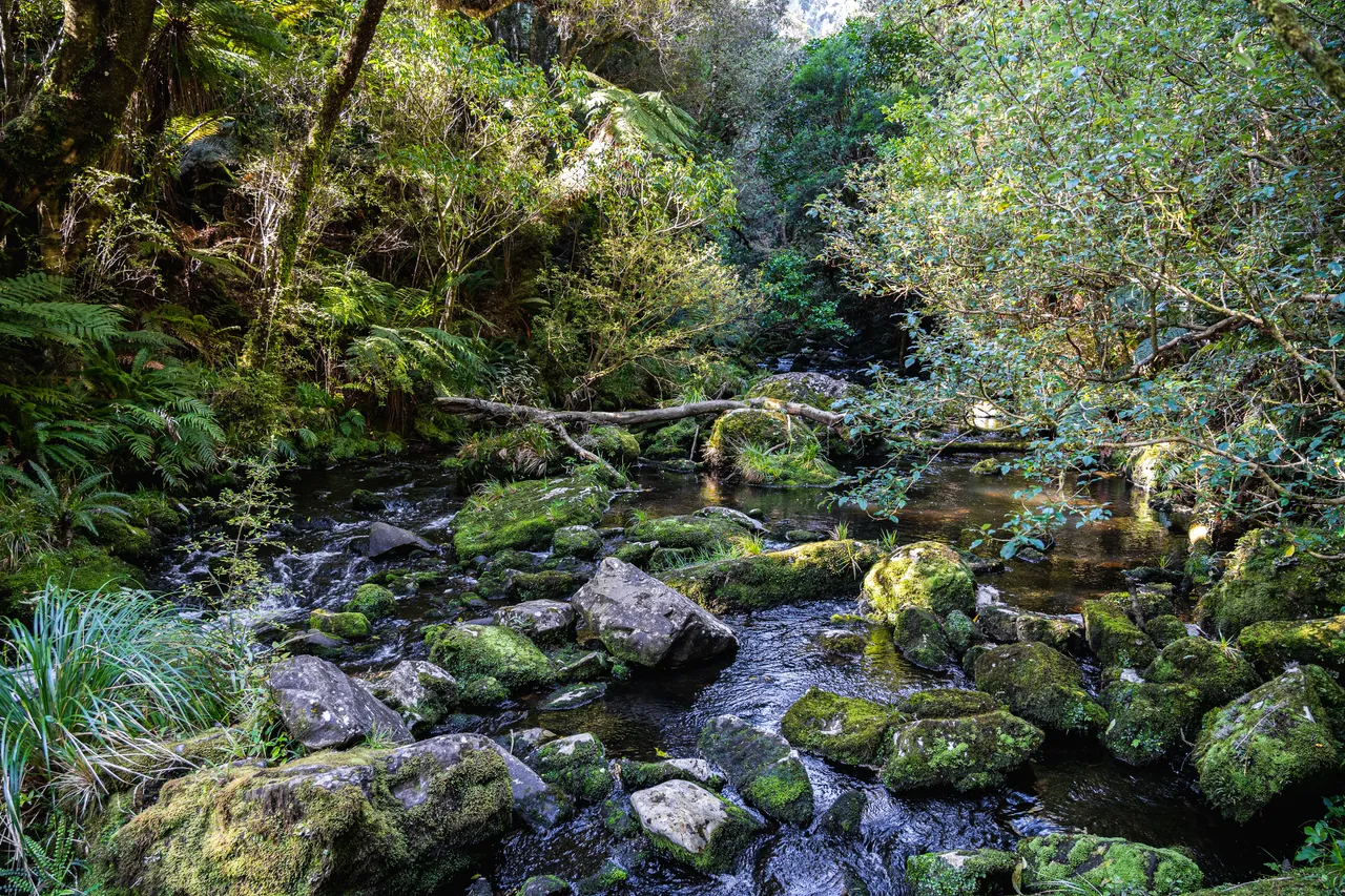 Creek in the bush