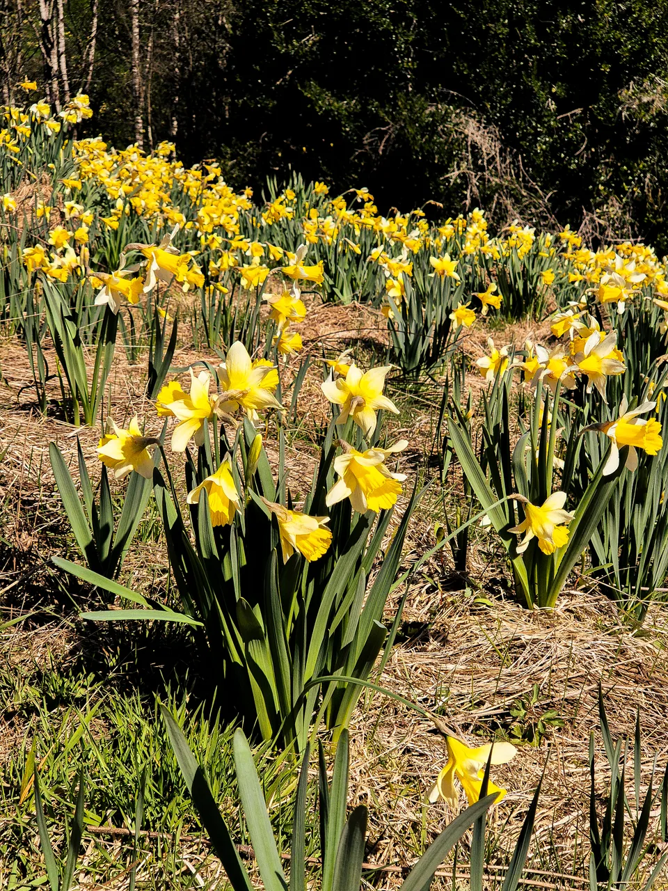 0924-Clutha-Weatherston-Daffodils-15