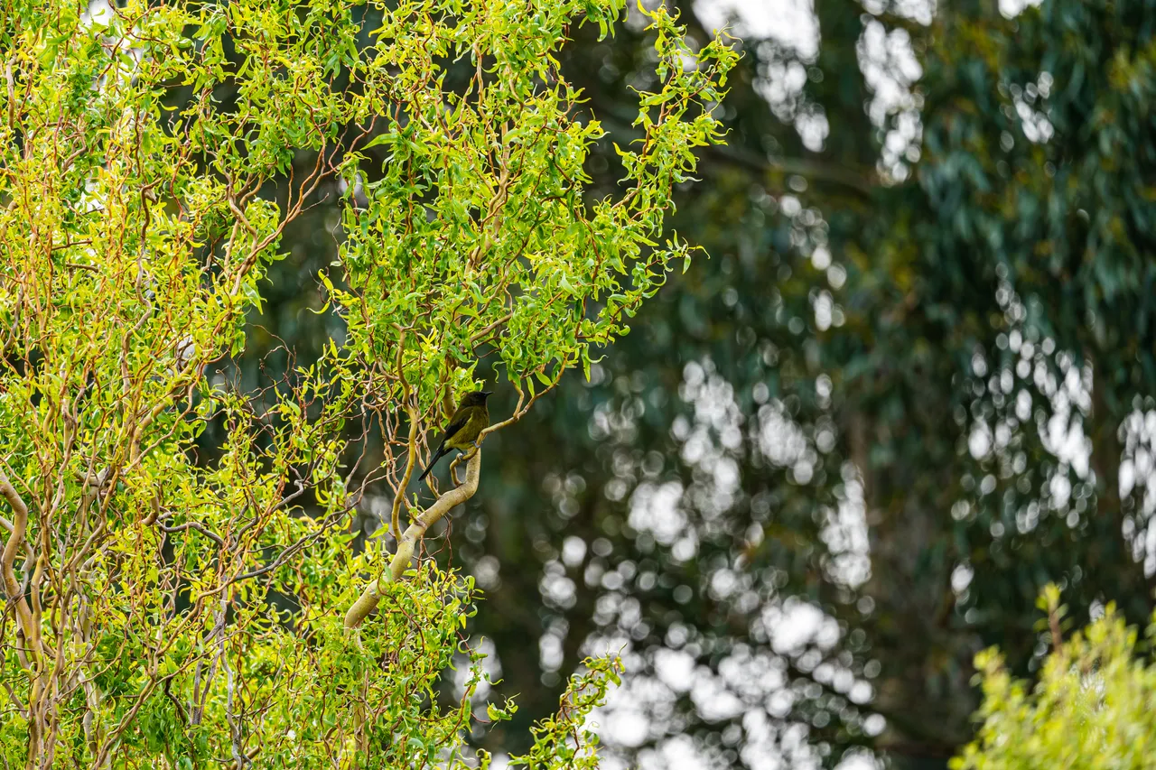 Close up of tree