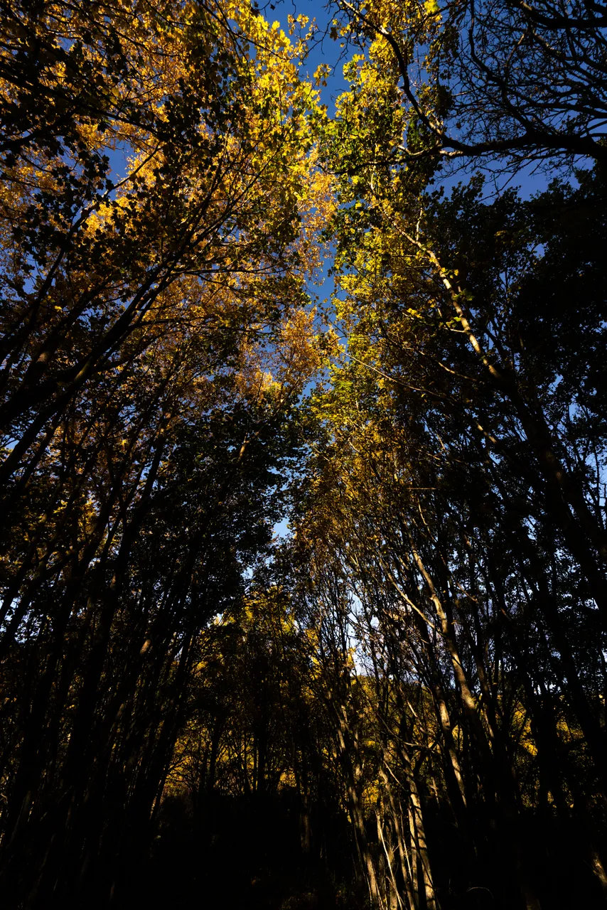 Tall trees