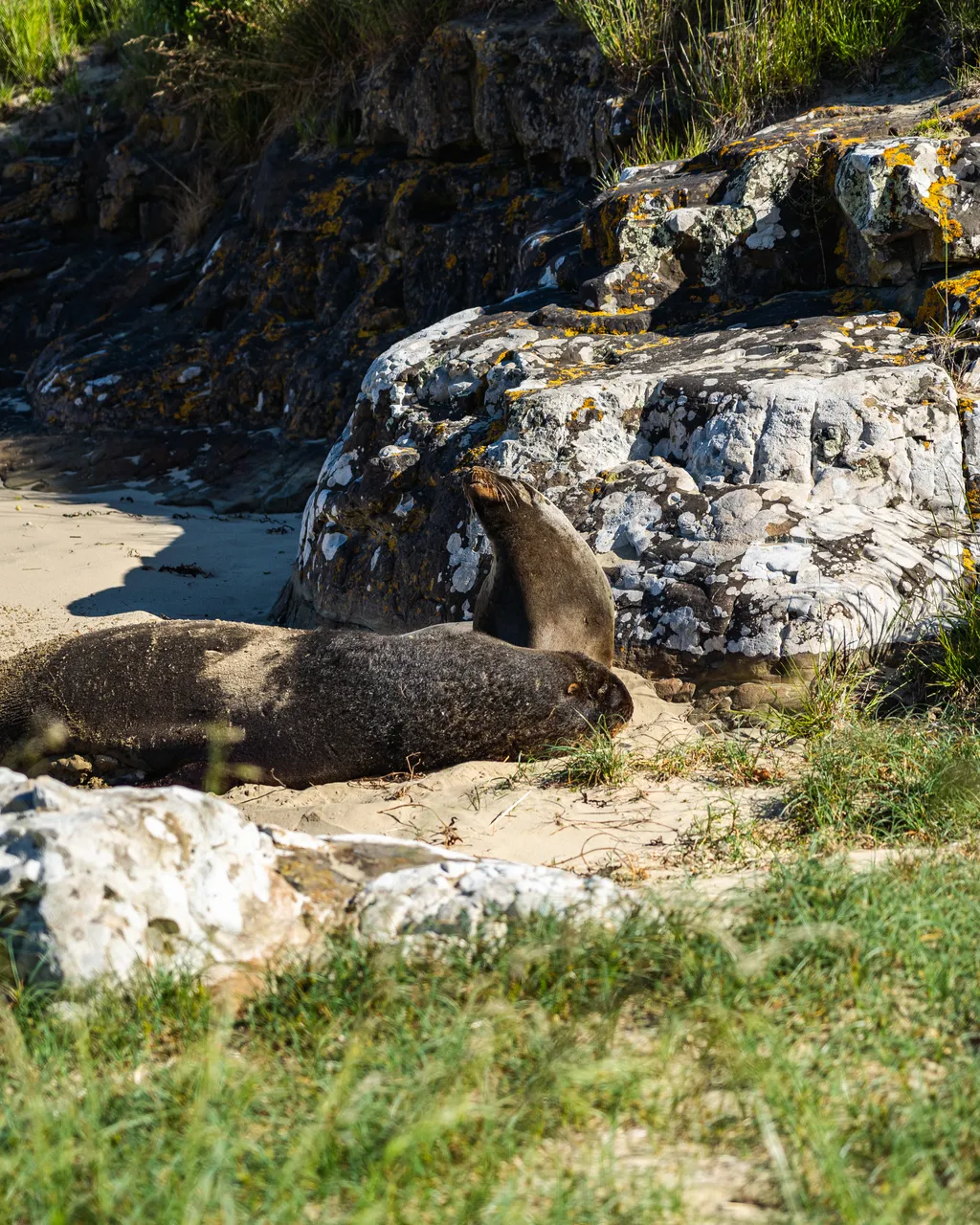 Sea lions on the beach