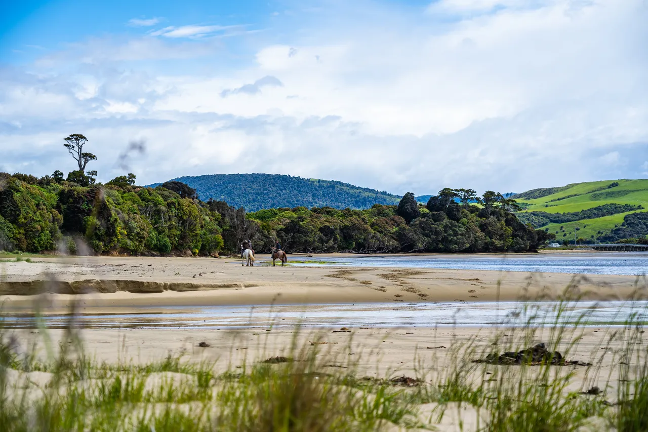 Horses on the beach by the sea