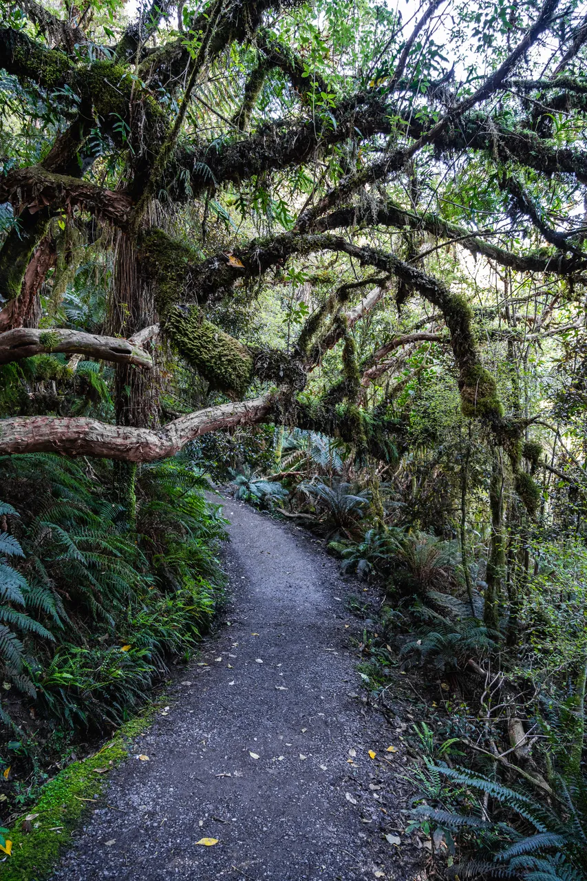 Track in the bush