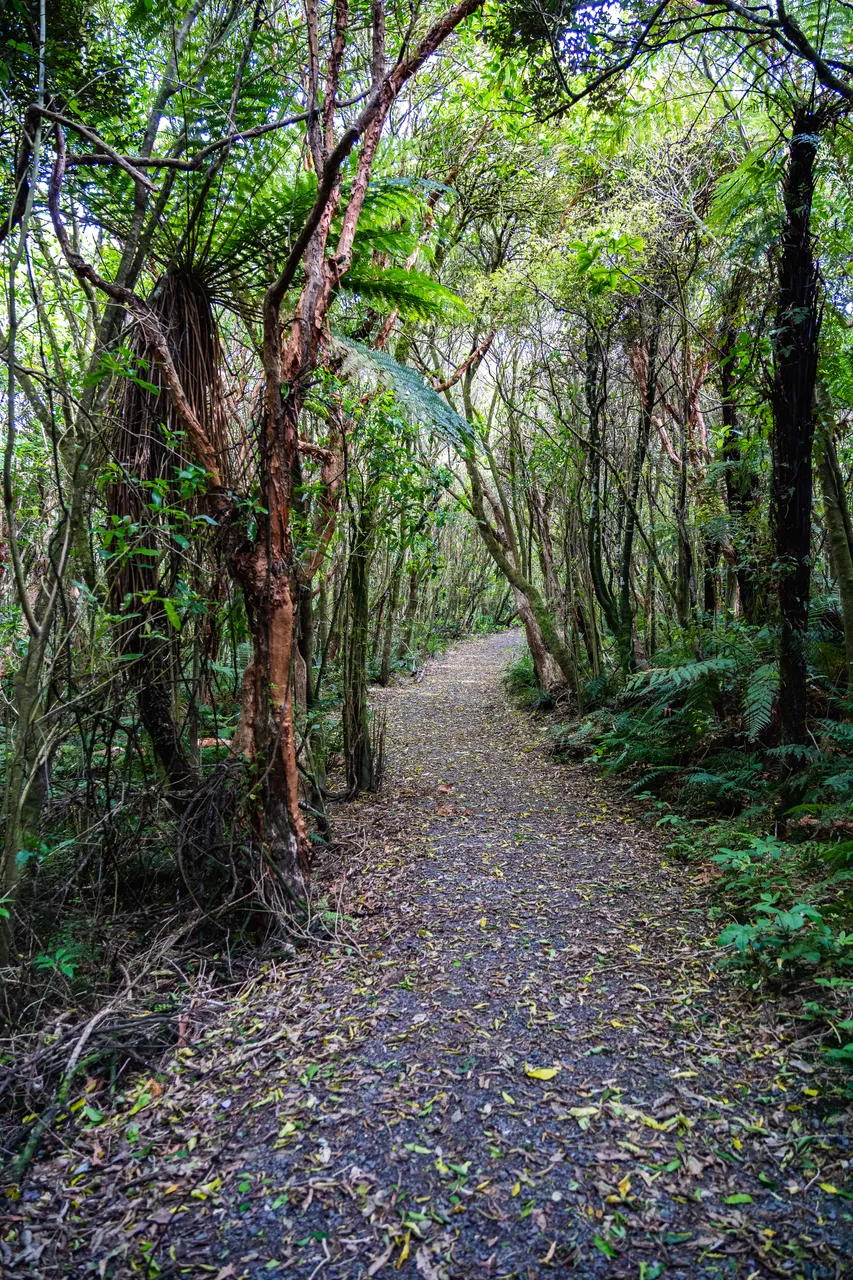 Track in the bush