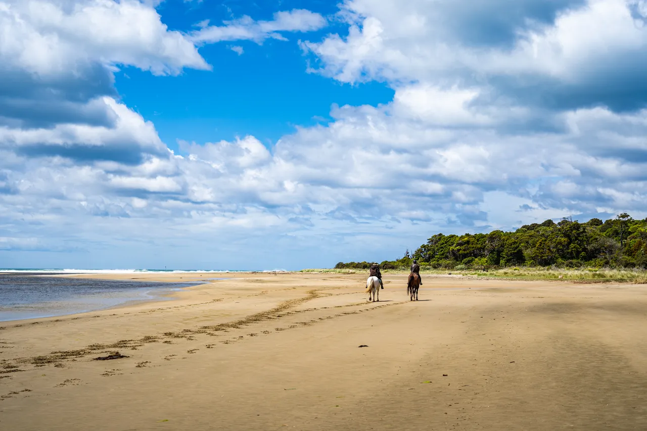 Horses on the beach by the sea