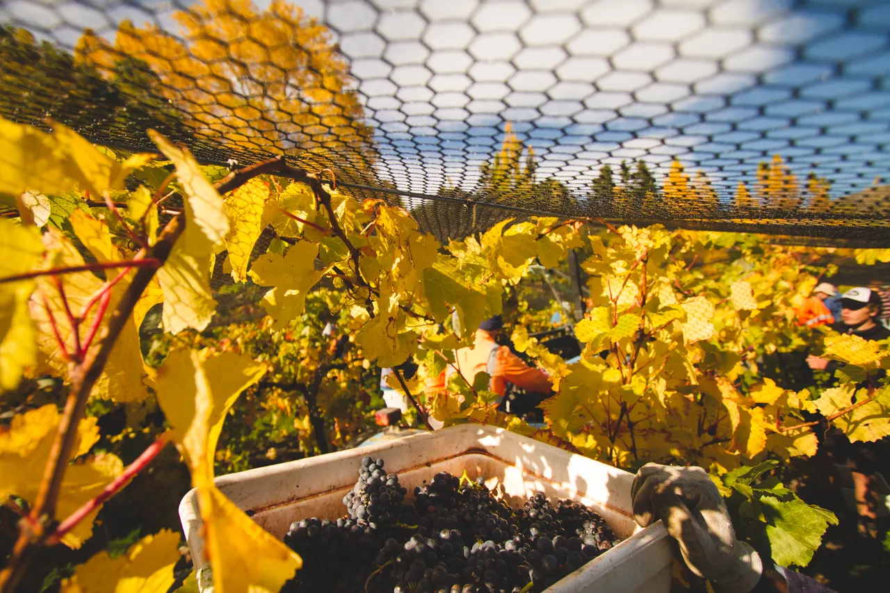 Gibbston Valley Winery - Harvest