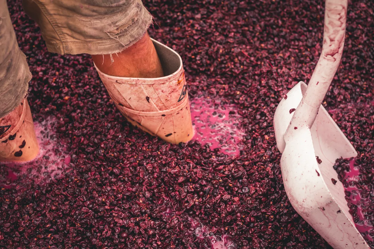Gibbston Valley Winery - Pinot at Harvest