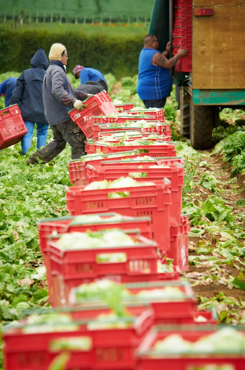 Lettuce Harvest