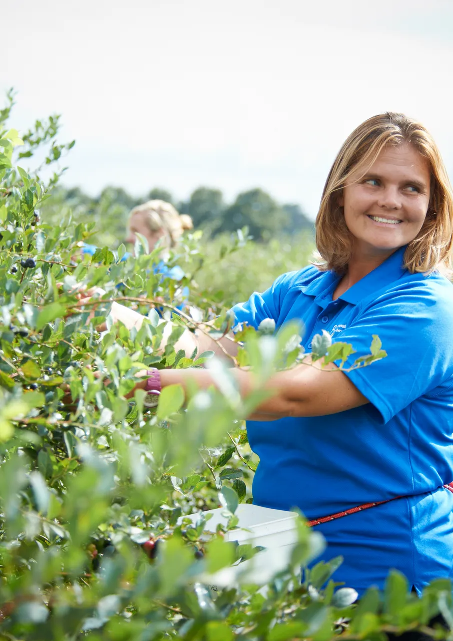 Blueberry Picking