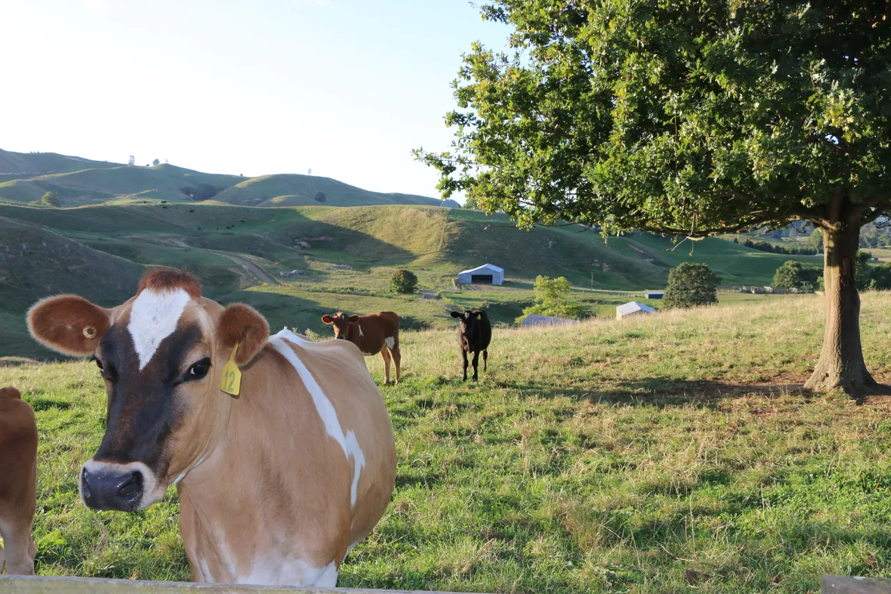 Daisy The Cow