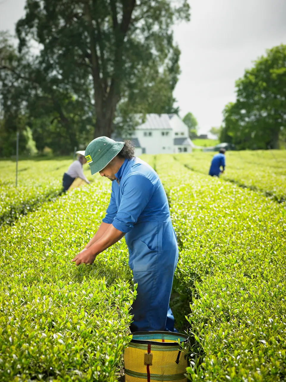 Zealong Tea