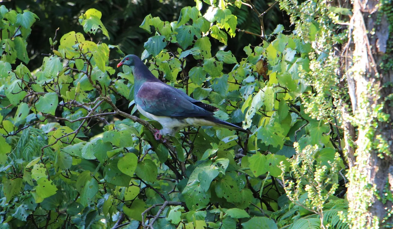 Kereru on the Coromandel Peninsula