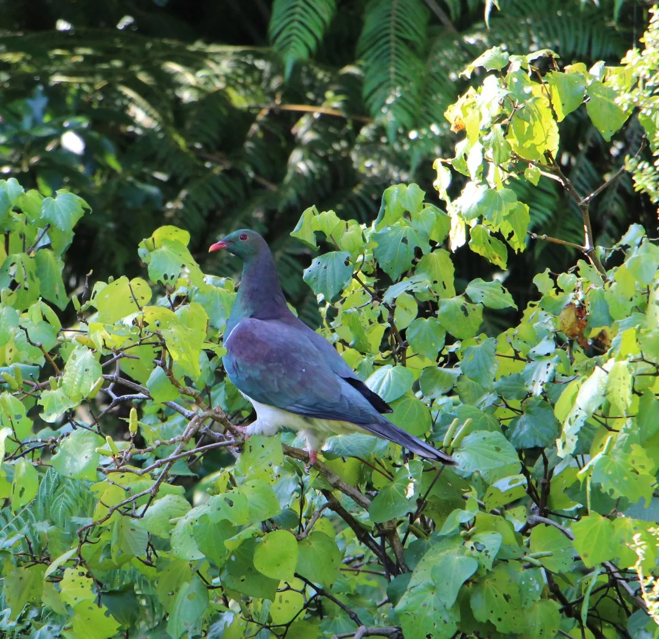Kereru on the Coromandel Peninsula (1)