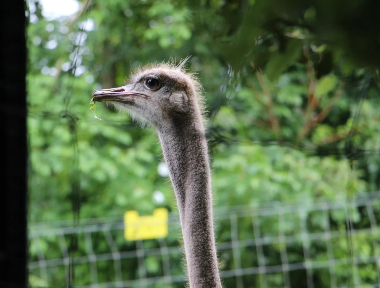 Ostrich at Hamilton Zoo