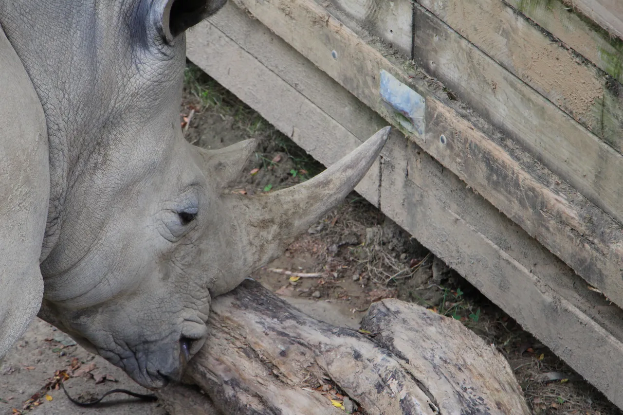 Rhino at Hamilton Zoo