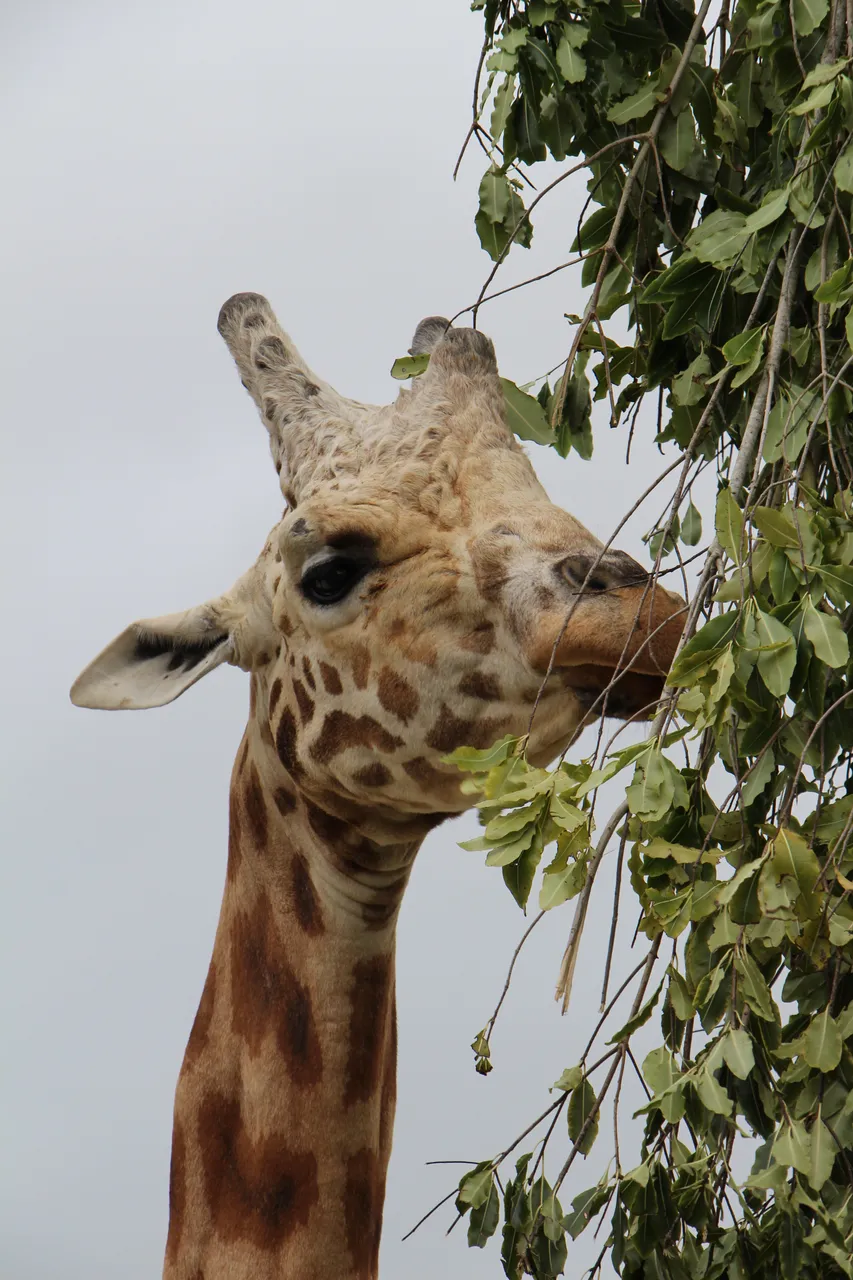 Giraffe at Hamilton Zoo (2)