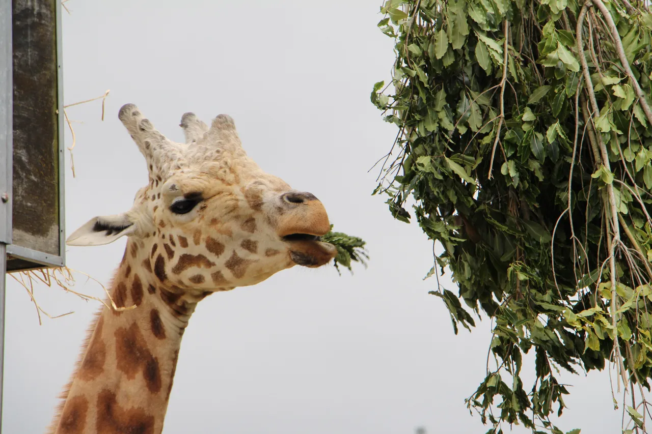 Giraffe at Hamilton Zoo